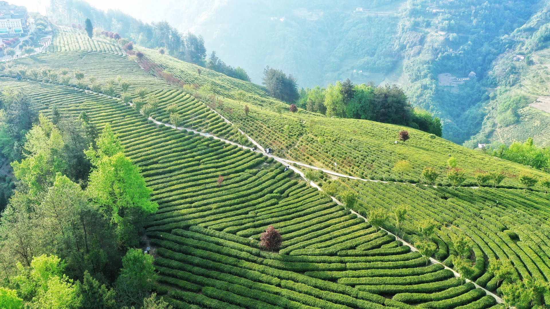 紫阳茶园据了解,紫阳大部分生长在超过25度的陡坡上,茶叶品质好但是