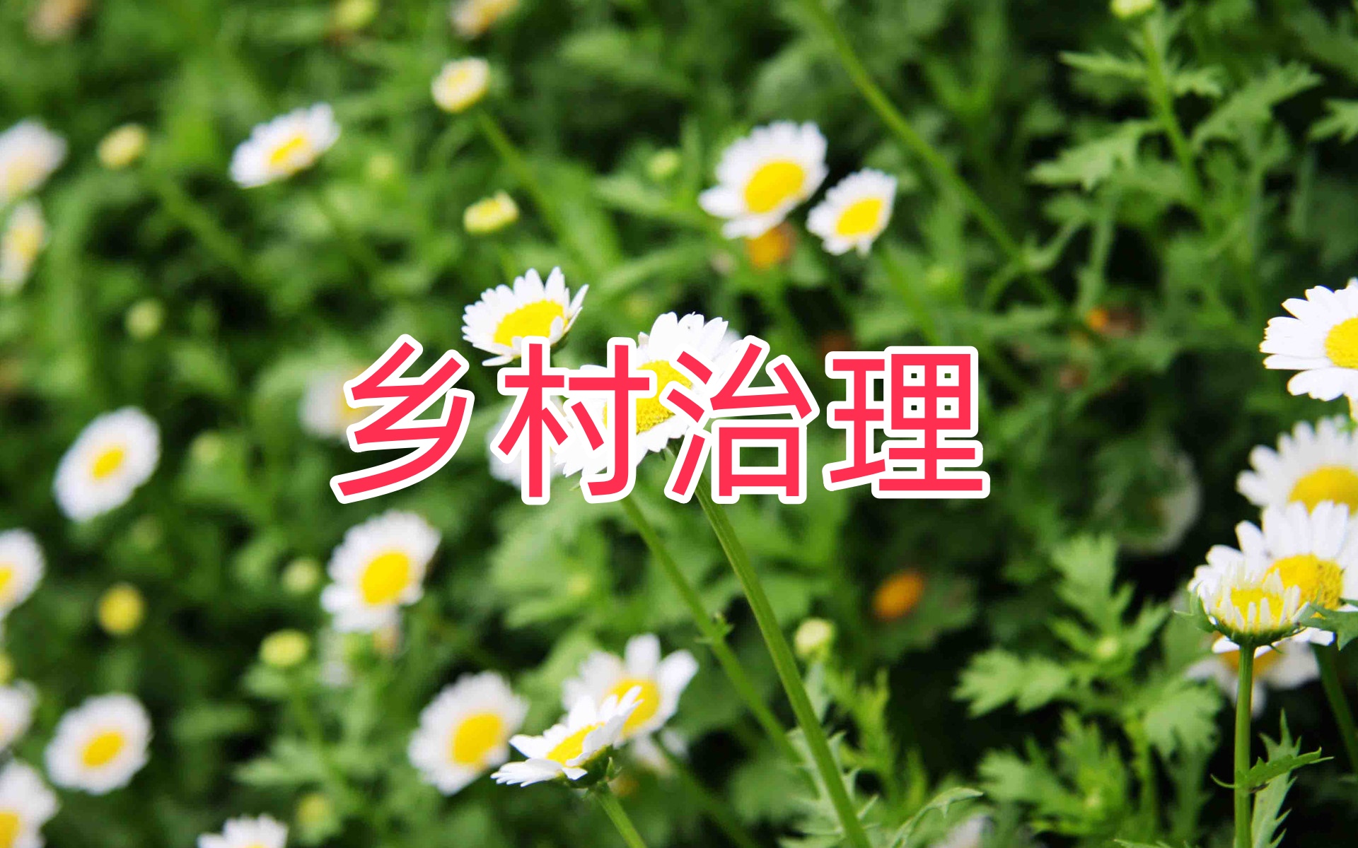 驻村干部当如柳：深扎沃土接地气，开枝散叶话担当