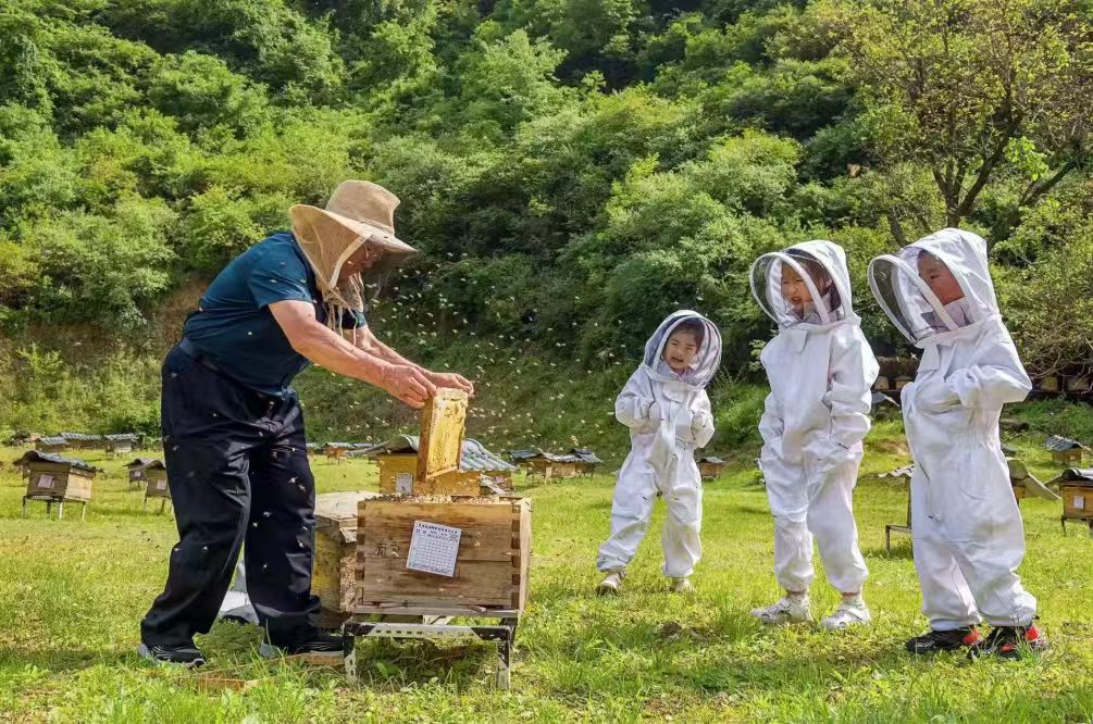 陕西陇县：人才驱动中蜂产业“甜蜜”升级