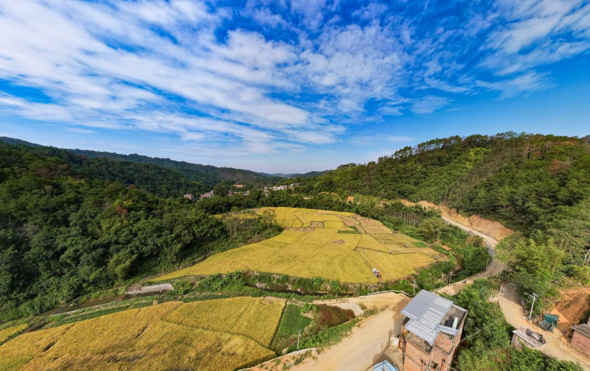 广西苍梧：12.5万亩晚稻开镰，“丰景”如画 ！